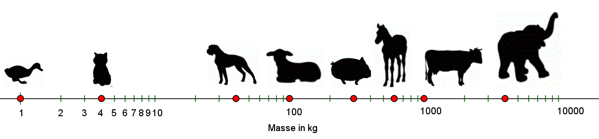 Massen von Ente, Katze, Hund, Schaf, Schwein, Pferd, Rind und Elefant auf einer logarithmischen Skala